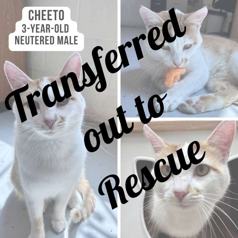 Cheeto Rehomed - Copy